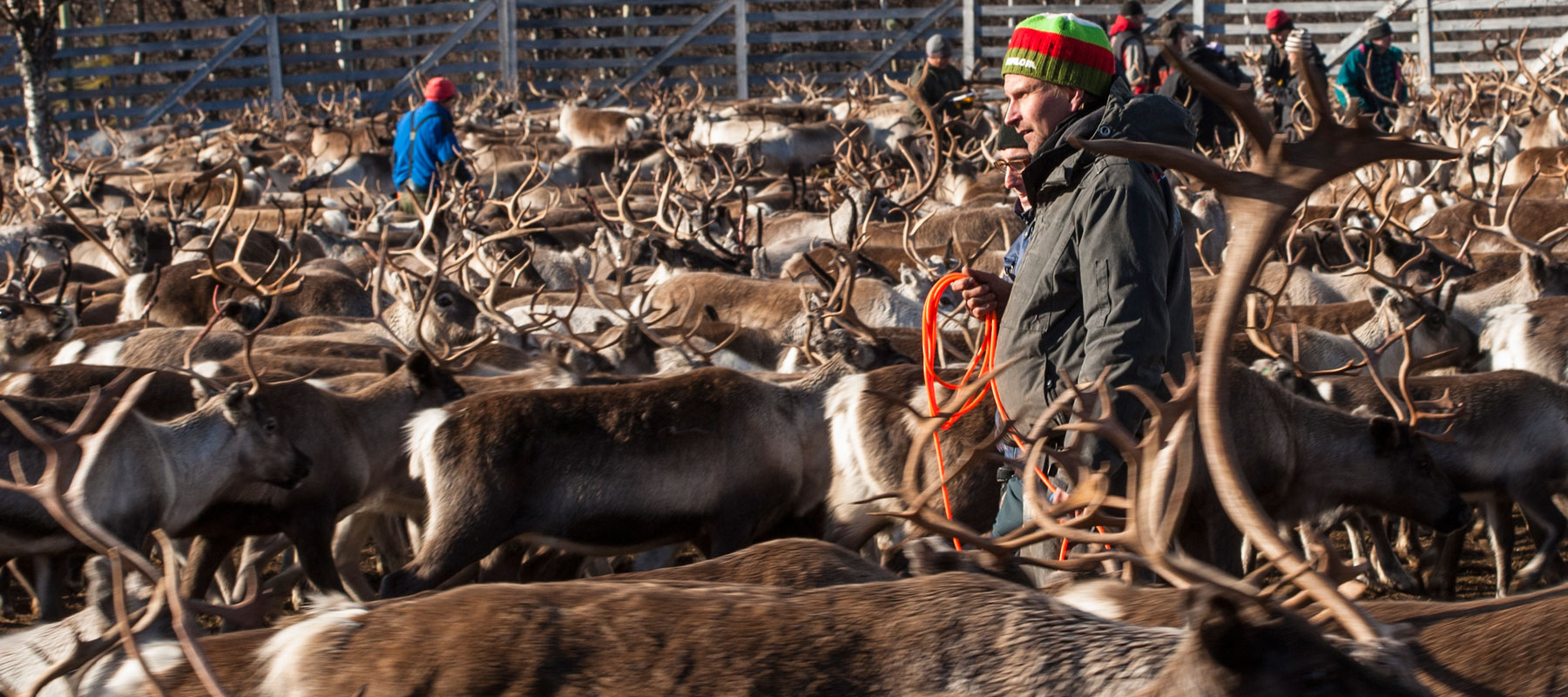 Köp renkött i vår webshop